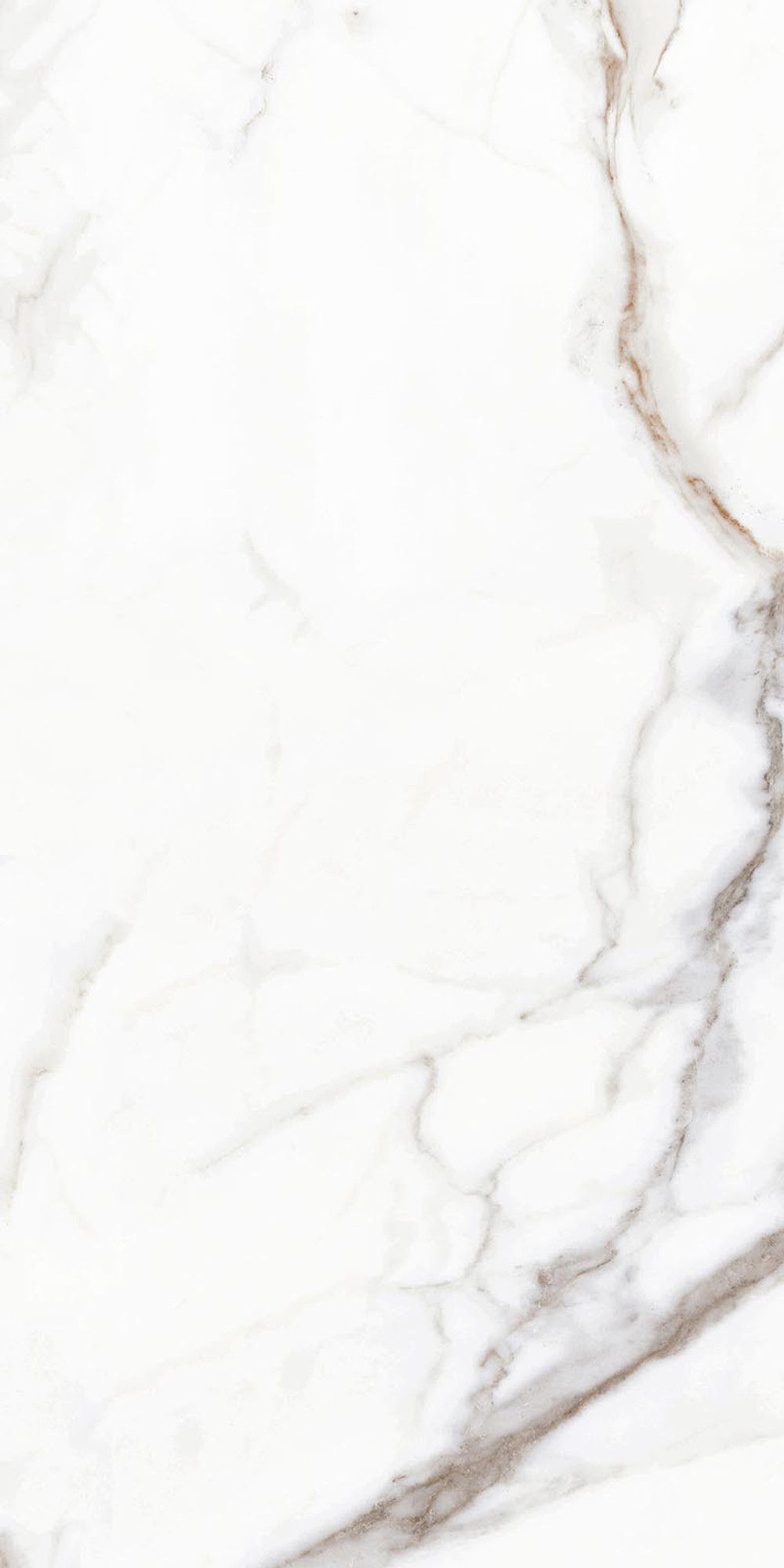 Calacatta Gold Polished Wall Tile